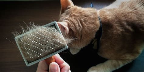 When Do Cats Shed: Explanation Of The Shedding .